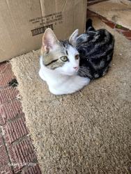Lost Male Cat last seen Princess st, Charlotte, NC 28269