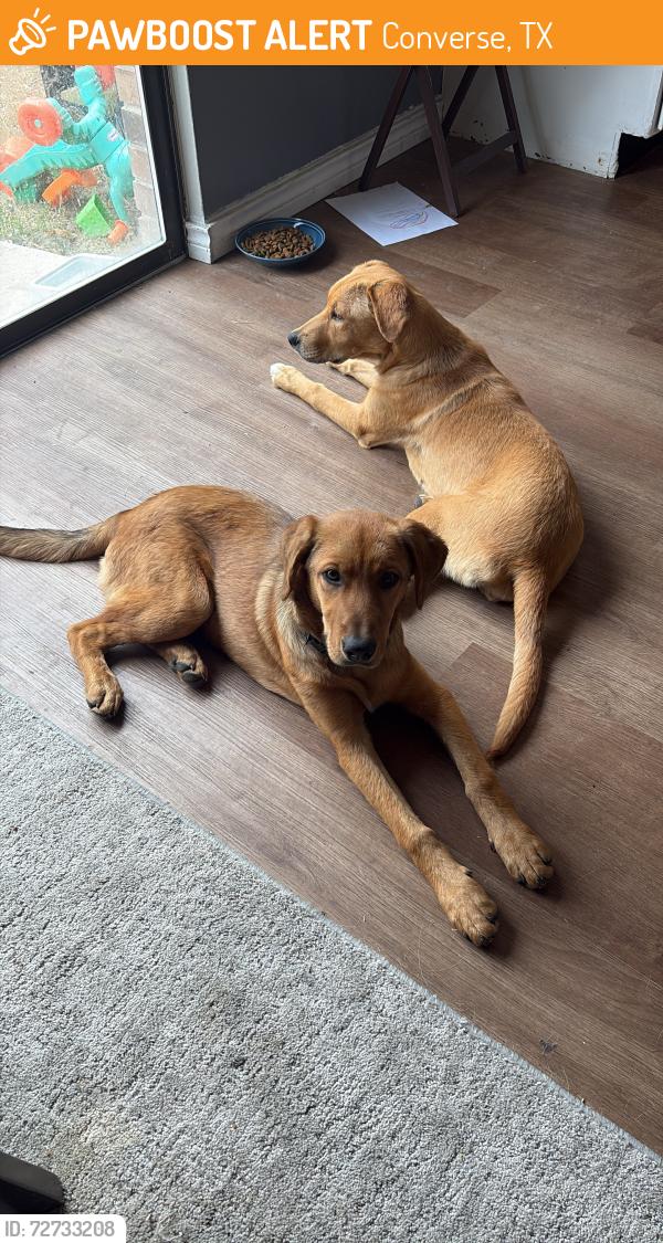 Found/Stray Male Dog last seen Donshire rd, Converse, TX 78109