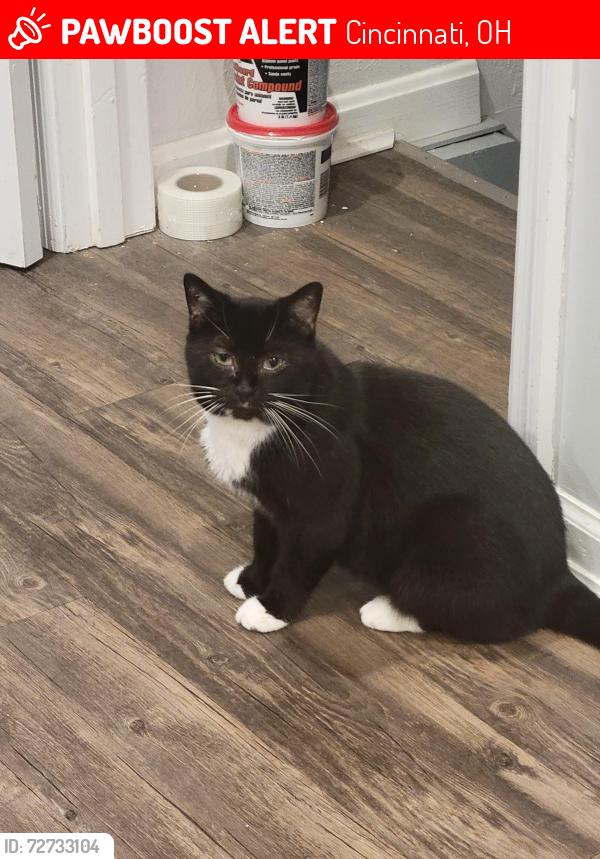 Lost Female Cat last seen Near Wallingford Dr Cincinnati, OH 45244, Cincinnati, OH 45244