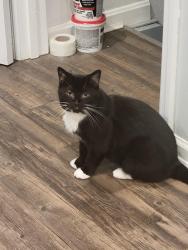 Lost Female Cat last seen Near Wallingford Dr Cincinnati, OH 45244, Cincinnati, OH 45244