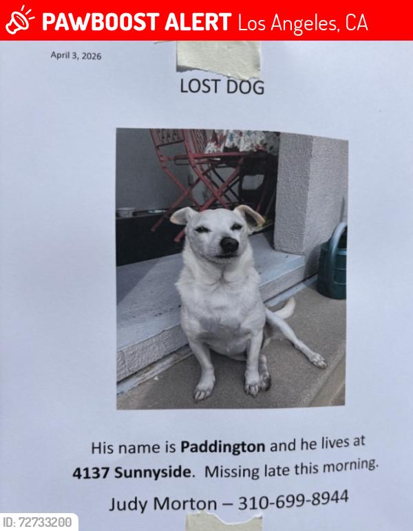 Lost Unknown Dog last seen Near Sunnyside, Los Angeles, CA 90066