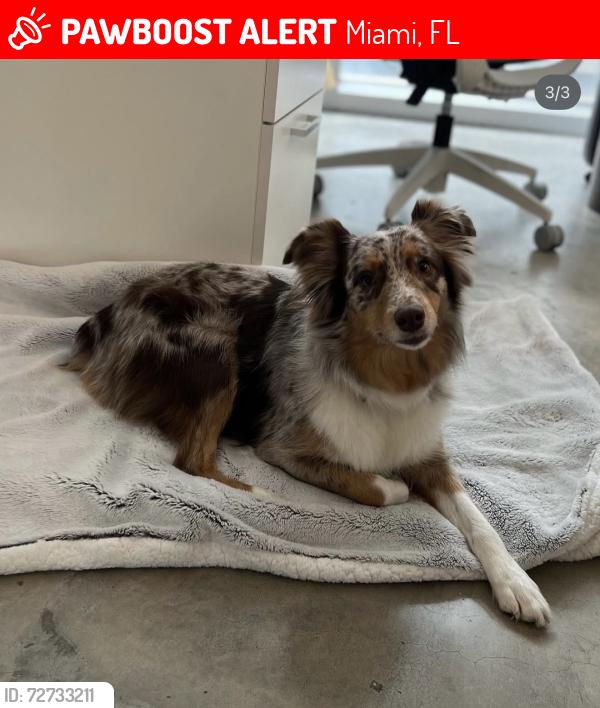 Lost Female Dog last seen By west miami middle school , Miami, FL 33155