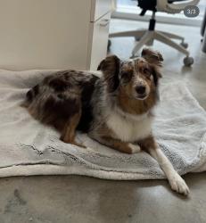 Lost Female Dog last seen By west miami middle school , Miami, FL 33155