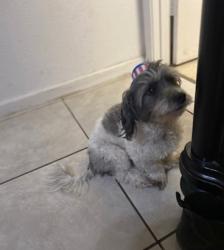 Lost Male Dog last seen Clovis & kings canyon, Fresno, CA 93727