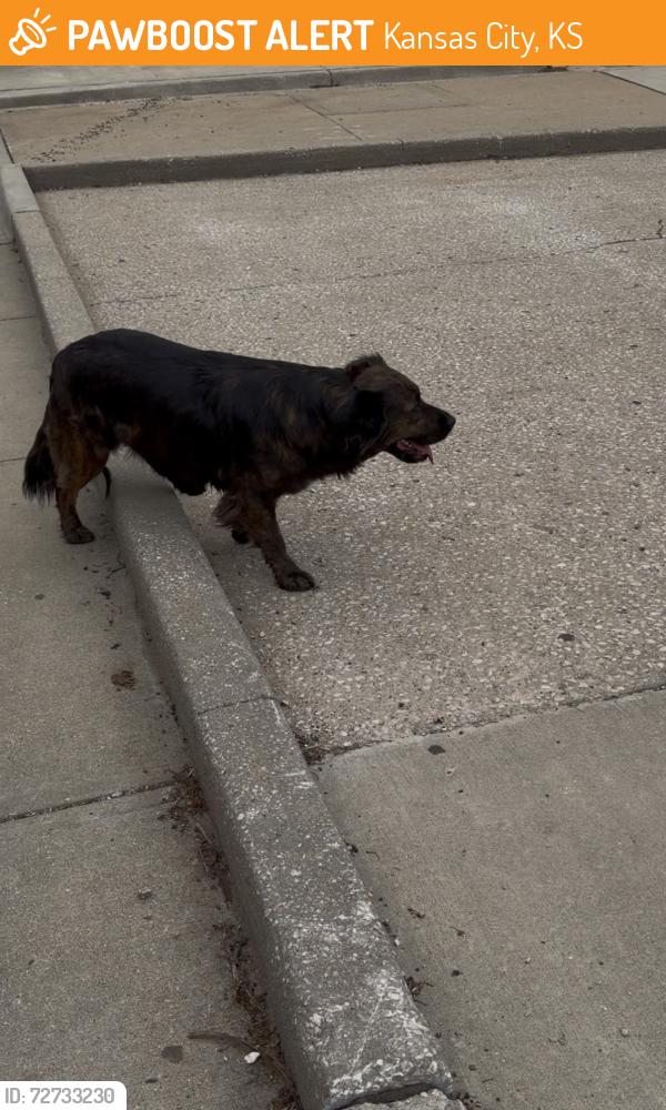 Found/Stray Unknown Dog last seen Slaps BBQ, Kansas City, KS 66101
