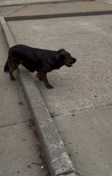 Found/Stray Unknown Dog last seen Slaps BBQ, Kansas City, KS 66101