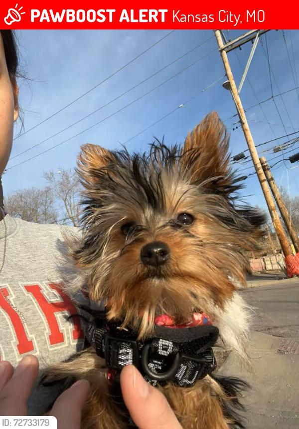 Lost Male Dog last seen Jackson ave and 36, Kansas City, MO 64128
