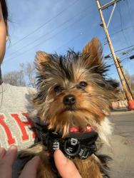 Lost Male Dog last seen Jackson ave and 36, Kansas City, MO 64128