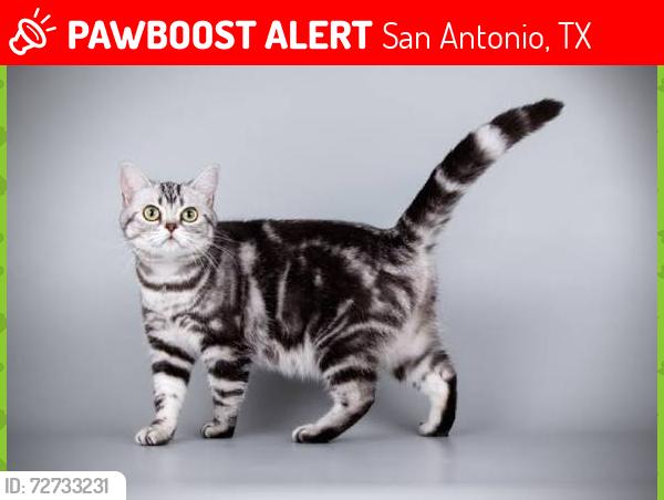 Lost Female Cat last seen Pickell, San Antonio, TX 78223
