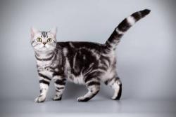 Lost Female Cat last seen Pickell, San Antonio, TX 78223