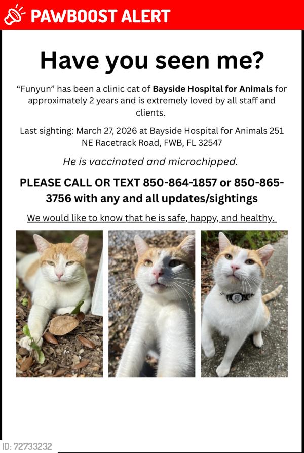 Lost Male Cat last seen Bayside hosp for Animals, Fort Walton Beach, FL 32547