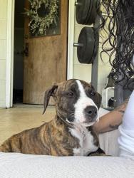 Found/Stray Female Dog last seen Stowe park, Belmont, NC 28012
