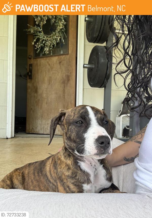 Found/Stray Female Dog last seen Stowe park, Belmont, NC 28012