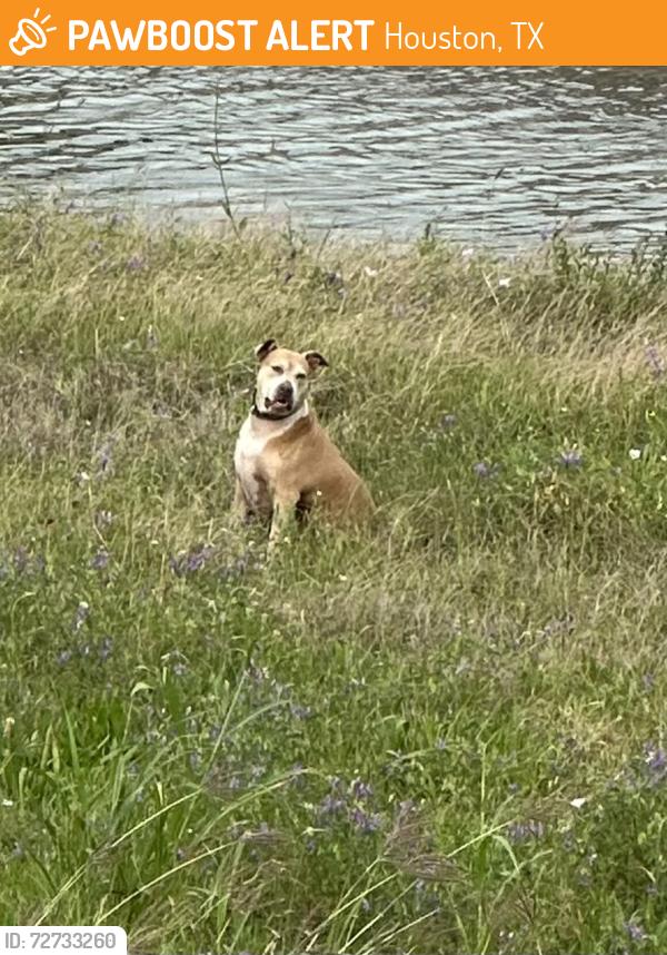 Found/Stray Unknown Dog last seen Bayou behind 3 brothers Bakery, Houston, TX 77025