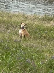 Found/Stray Unknown Dog last seen Bayou behind 3 brothers Bakery, Houston, TX 77025