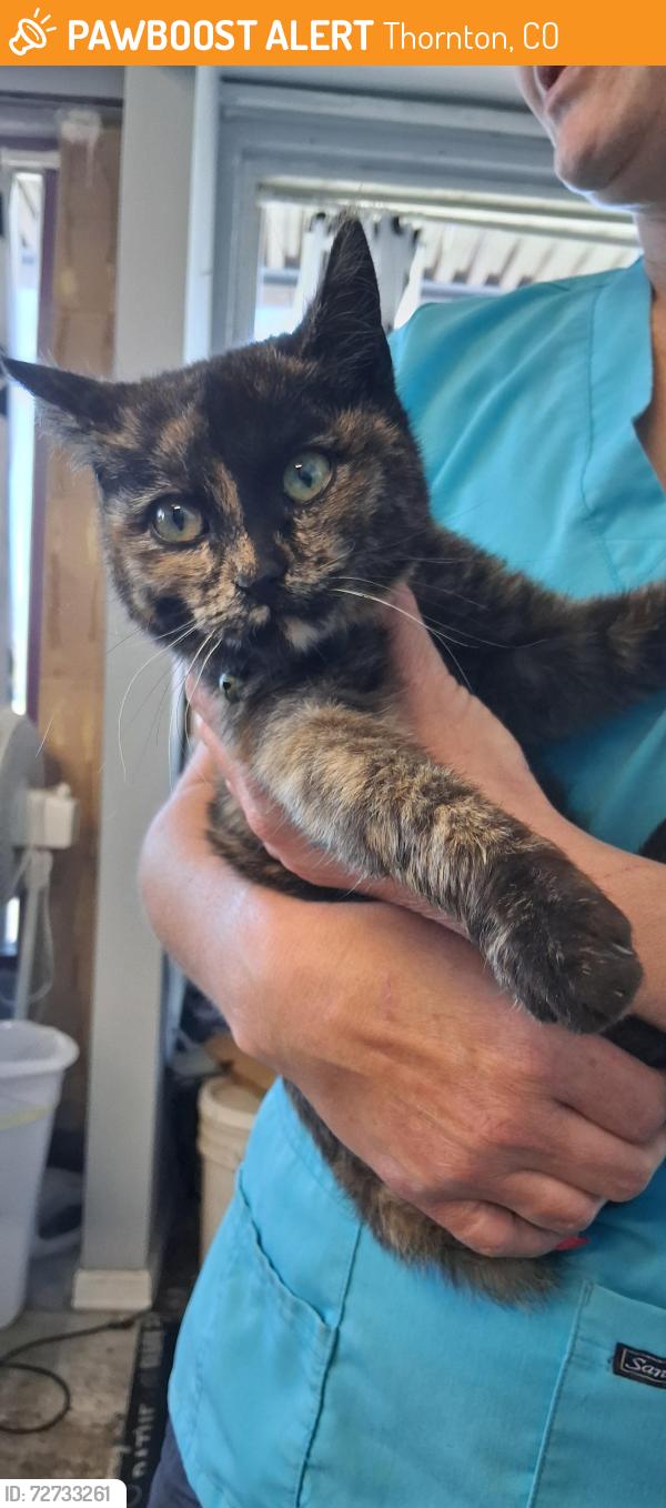 Found/Stray Female Cat last seen 85th and pearl, Thornton, CO 80229