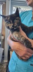 Found/Stray Female Cat last seen 85th and pearl, Thornton, CO 80229