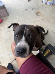 Found/Stray Male Dog last seen Sunshine Gardens Baker, Baton Rouge, LA 70811