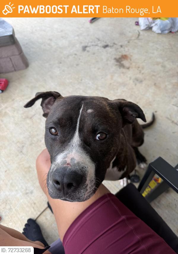 Found/Stray Male Dog last seen Sunshine Gardens Baker, Baton Rouge, LA 70811
