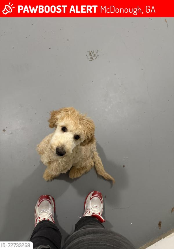 Lost Female Dog last seen Eagles Landing, McDonough, GA 30253