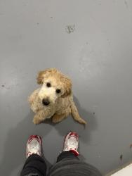 Lost Female Dog last seen Eagles Landing, McDonough, GA 30253