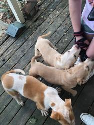 Found/Stray Female Dog last seen Hiram Suide Rd , Paulding County, GA 30157