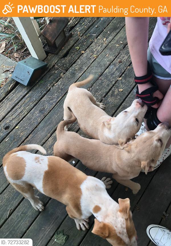 Found/Stray Female Dog last seen Hiram Suide Rd , Paulding County, GA 30157