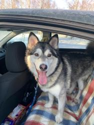 Found/Stray Male Dog last seen DeArmoun and New Seward , Anchorage, AK 99516