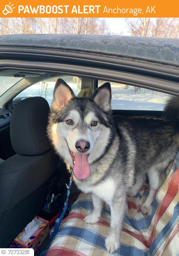 Found/Stray Male Dog last seen DeArmoun and New Seward , Anchorage, AK 99516