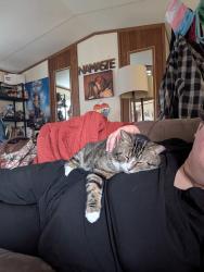 Lost Male Cat last seen Got out at mills acres area off of fire tower rd. He is microchipped and JUST got adopted so he is in an unfamiliar area. Friendly boy!! Not a mean bone in his body., Greenville, NC 27834