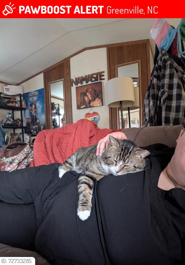 Lost Male Cat last seen Got out at mills acres area off of fire tower rd. He is microchipped and JUST got adopted so he is in an unfamiliar area. Friendly boy!! Not a mean bone in his body., Greenville, NC 27834
