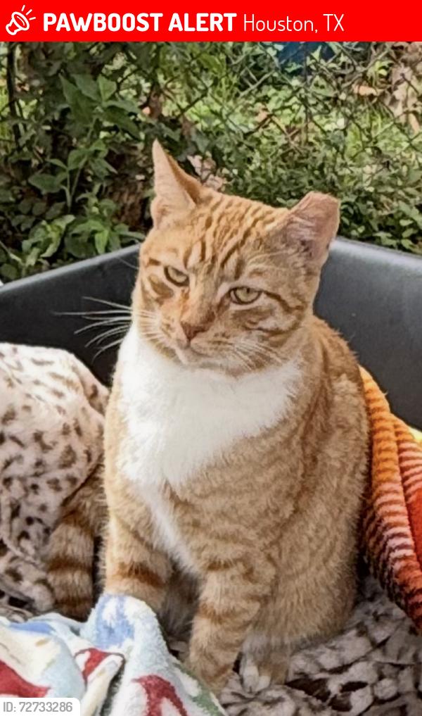 Lost Male Cat last seen Magnolia St, Houston, TX 77011