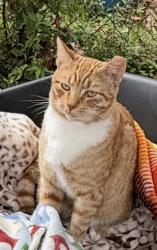 Lost Male Cat last seen Magnolia St, Houston, TX 77011