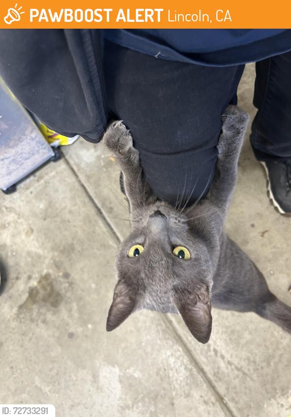 Found/Stray Unknown Cat last seen Ingram and Ferreri, lincoln, ca, Lincoln, CA 95648