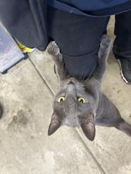 Found/Stray Unknown Cat last seen Ingram and Ferreri, lincoln, ca, Lincoln, CA 95648