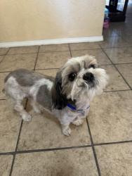 Found/Stray Female Dog last seen Alto rey, El Paso, TX 79912
