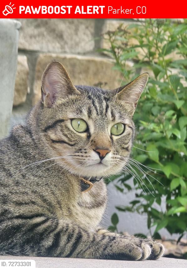 Lost Male Cat last seen Broadmoor and Tamarron dr, Parker, CO 80138
