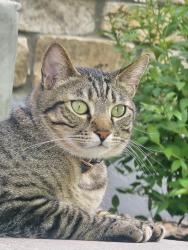 Lost Male Cat last seen Broadmoor and Tamarron dr, Parker, CO 80138