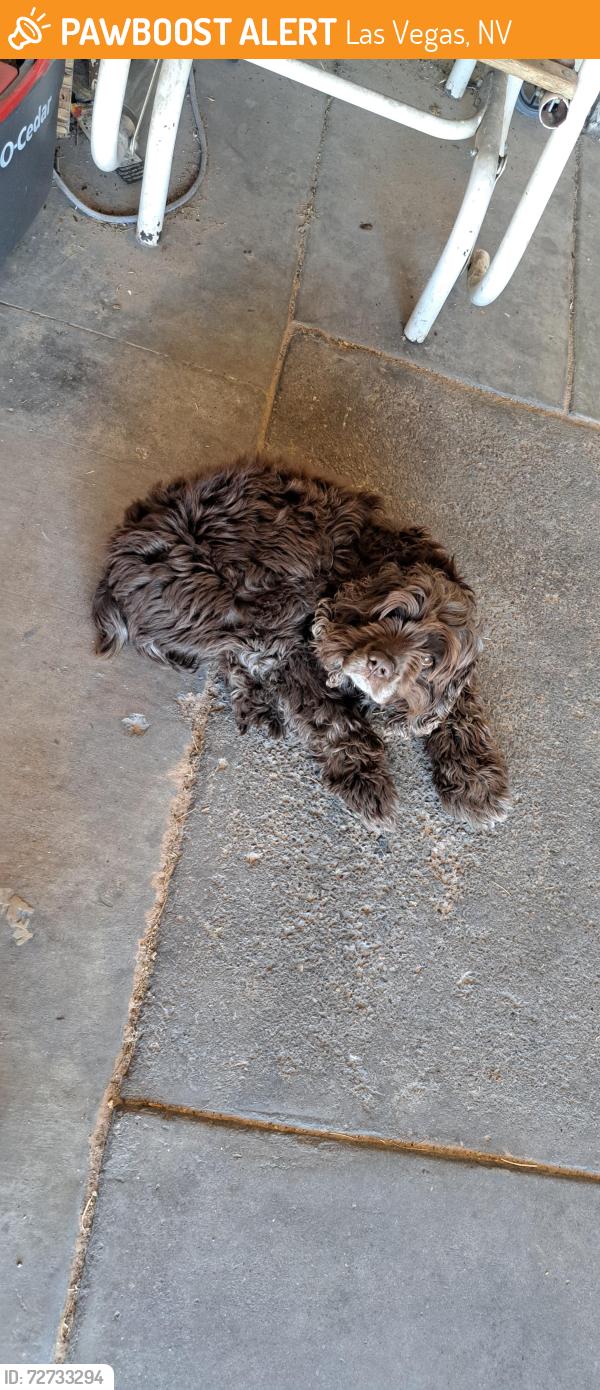 Found/Stray Male Dog last seen Decatur and Alta, Las Vegas, NV 89107
