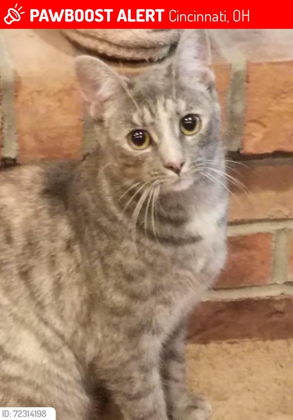 Lost Female Cat last seen Beckridge and Gaines, Cincinnati, OH 45247