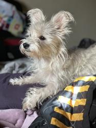 Lost Female Dog last seen Devonshire elementary/park, Columbus, OH 43229