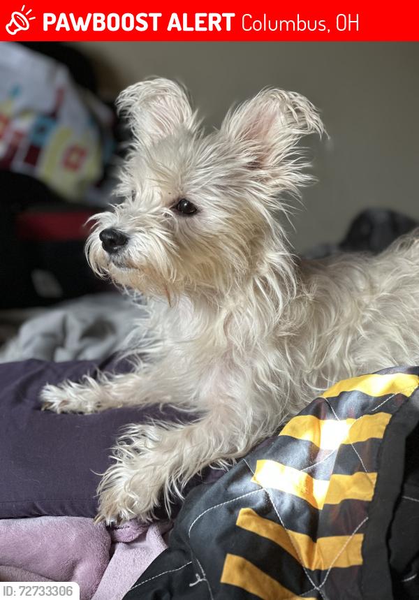 Lost Female Dog last seen Devonshire elementary/park, Columbus, OH 43229