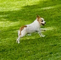 Lost Female Dog last seen Desert princess country club , Cathedral City, CA 92234
