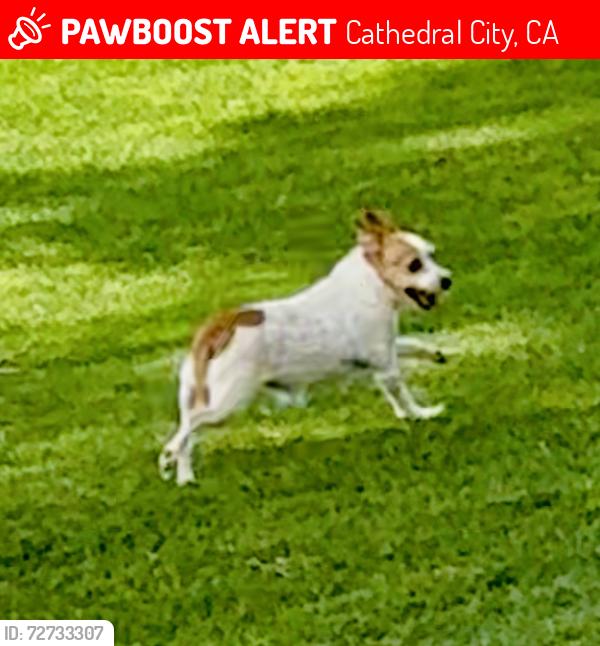 Lost Female Dog last seen Desert princess country club , Cathedral City, CA 92234