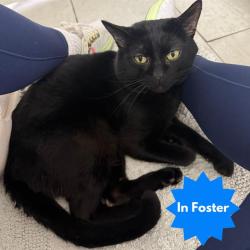 Shelter Stray Male Cat last seen Near , Indianapolis, IN 46221