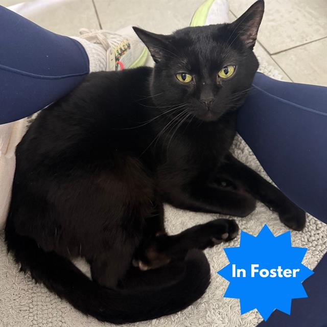 Shelter Stray Male Cat last seen Near , Indianapolis, IN 46221