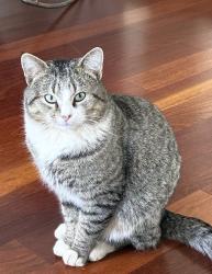 Lost Male Cat last seen Near & 796, Cochranville, PA 19330