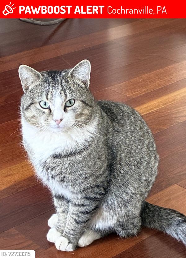 Lost Male Cat last seen Near & 796, Cochranville, PA 19330