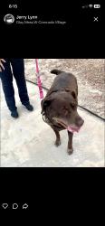 Found/Stray Female Dog last seen Dennery Blvd, San Diego, CA 92154