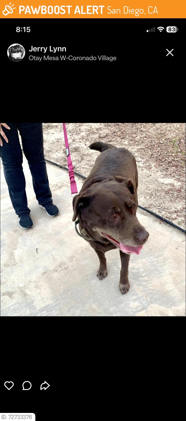 Found/Stray Female Dog last seen Dennery Blvd, San Diego, CA 92154